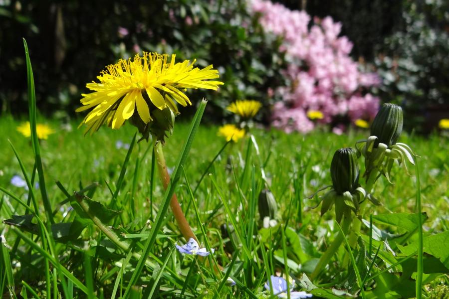 Conferenza "Piante e rimedi da avere in dispensa per un inverno con il sorriso"