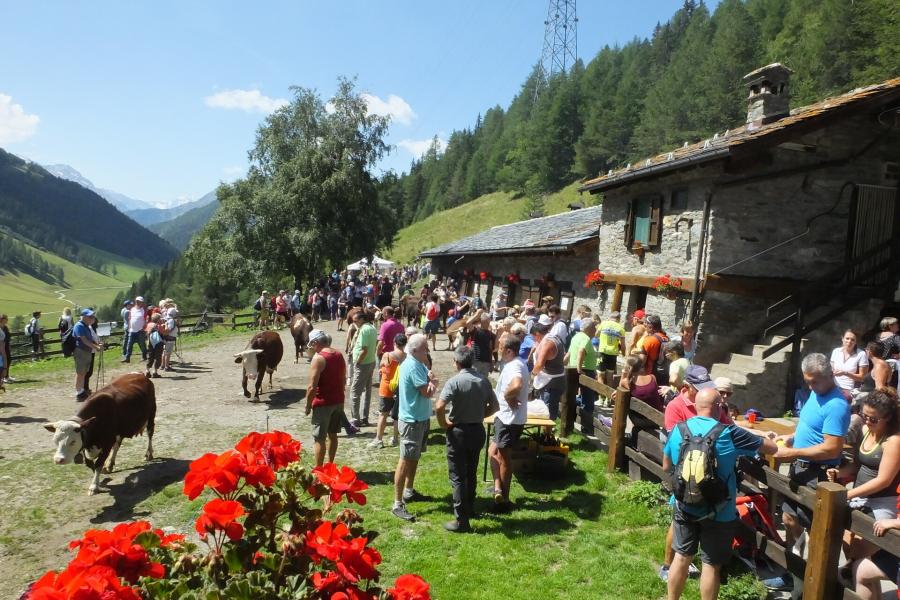 alpage Alpages Ouverts - A full day on a mountain dairy farm