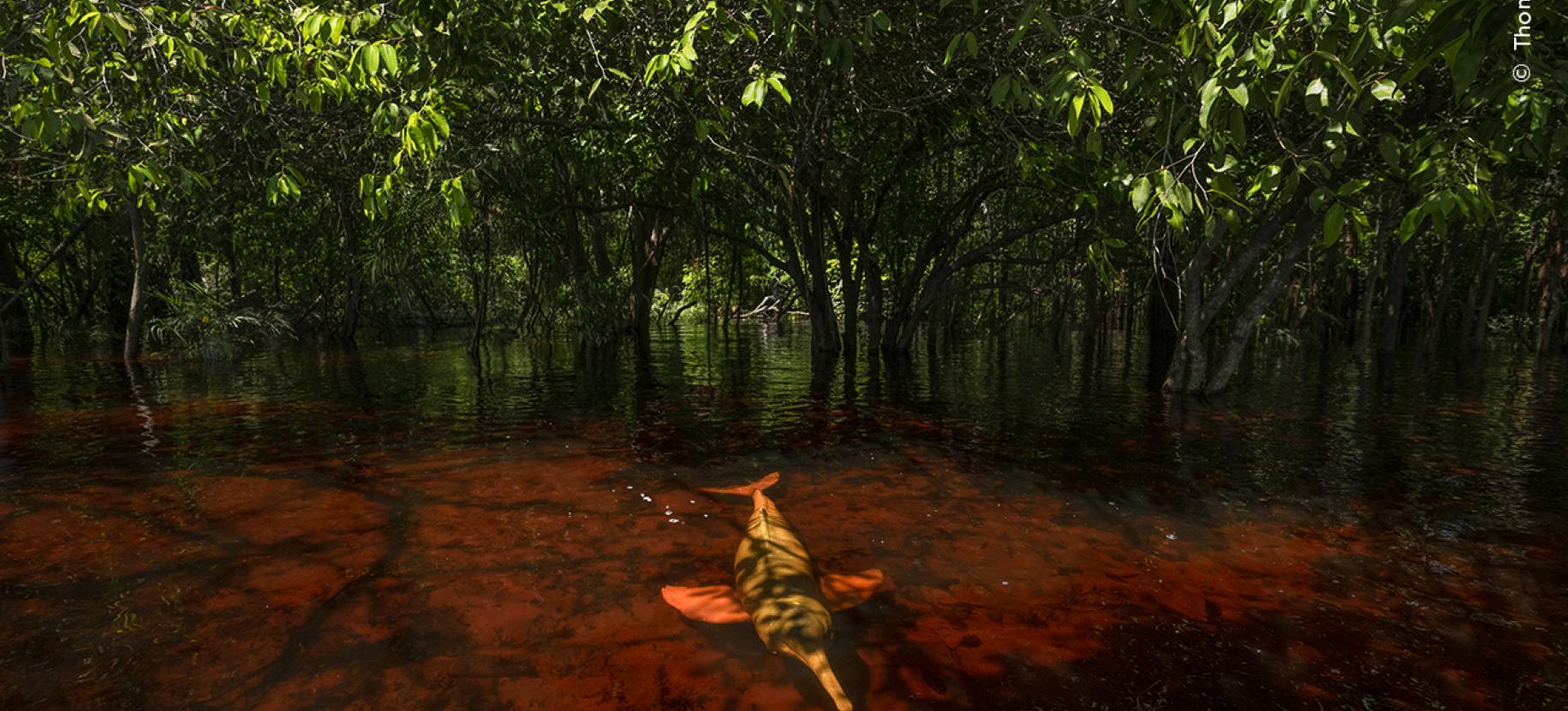 Wildlife Photographer of the Year