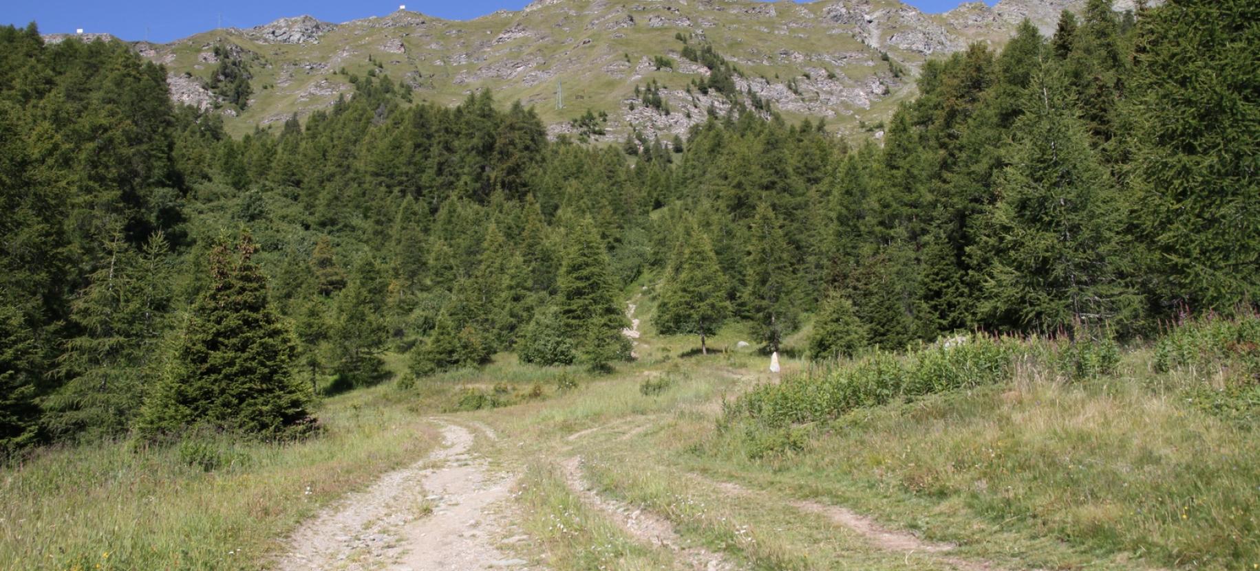 Diramazione del sentiero a monte del Pian delle Signore, si procede dritti