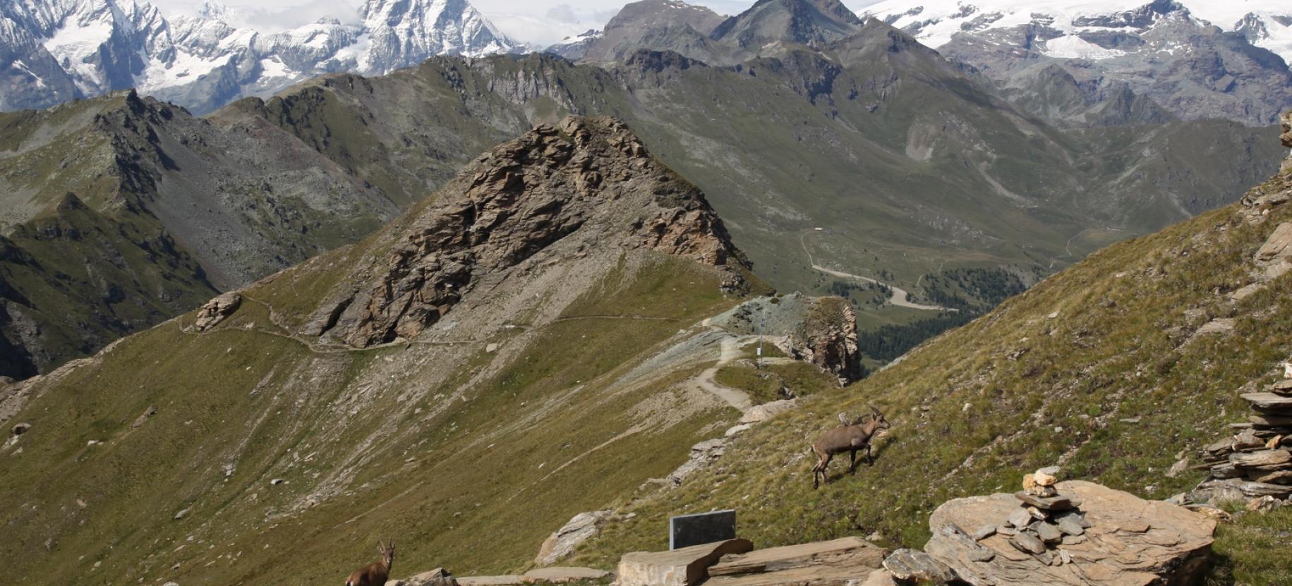 Stambecchi sulla via del ritorno tra la cima e l’anticima