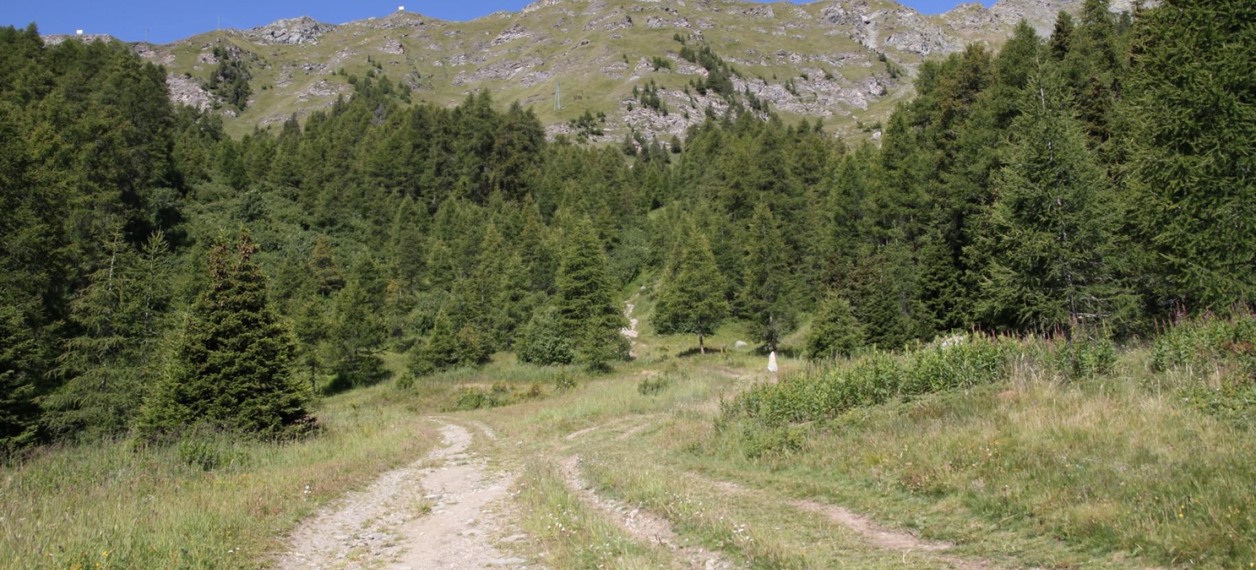 Diramazione del sentiero a monte del Pian delle Signore, si procede dritti.