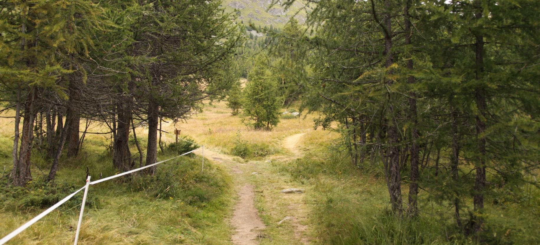 Il bivio del sentiero 3F, a valle di Metsan.