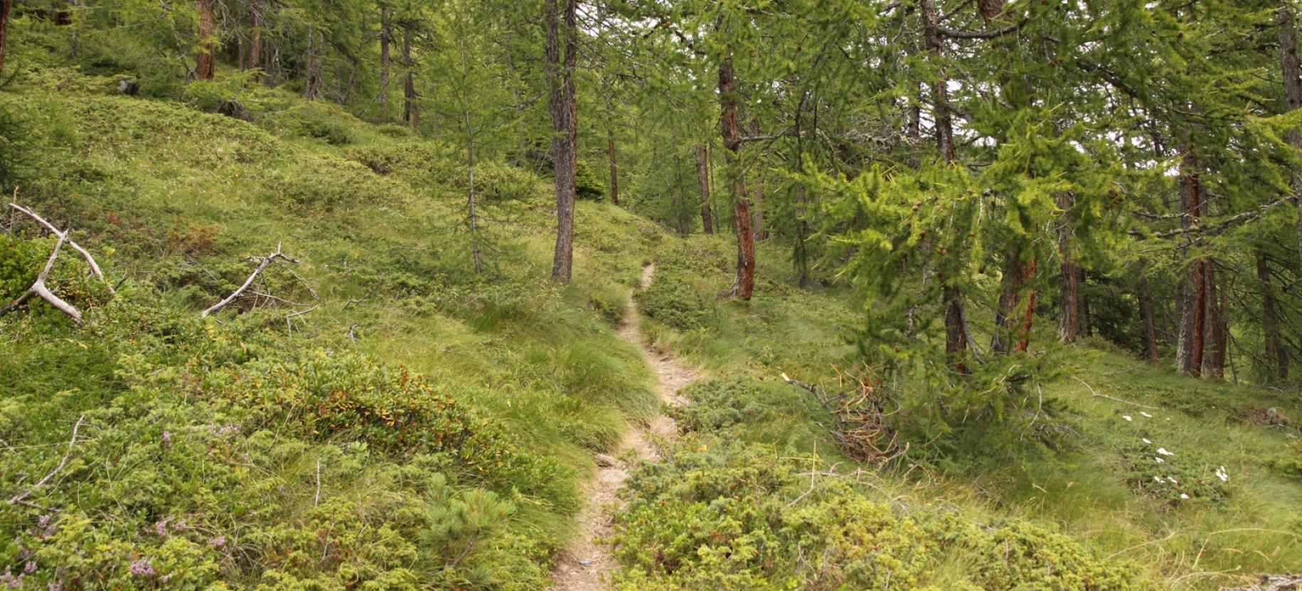 Salita nel bosco verso il Lago Lochien.