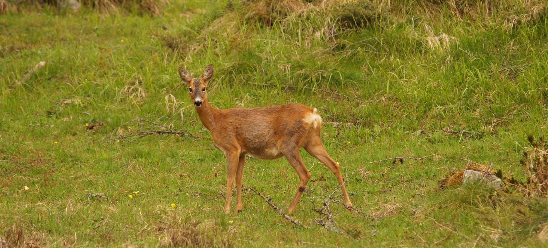 Capriolo