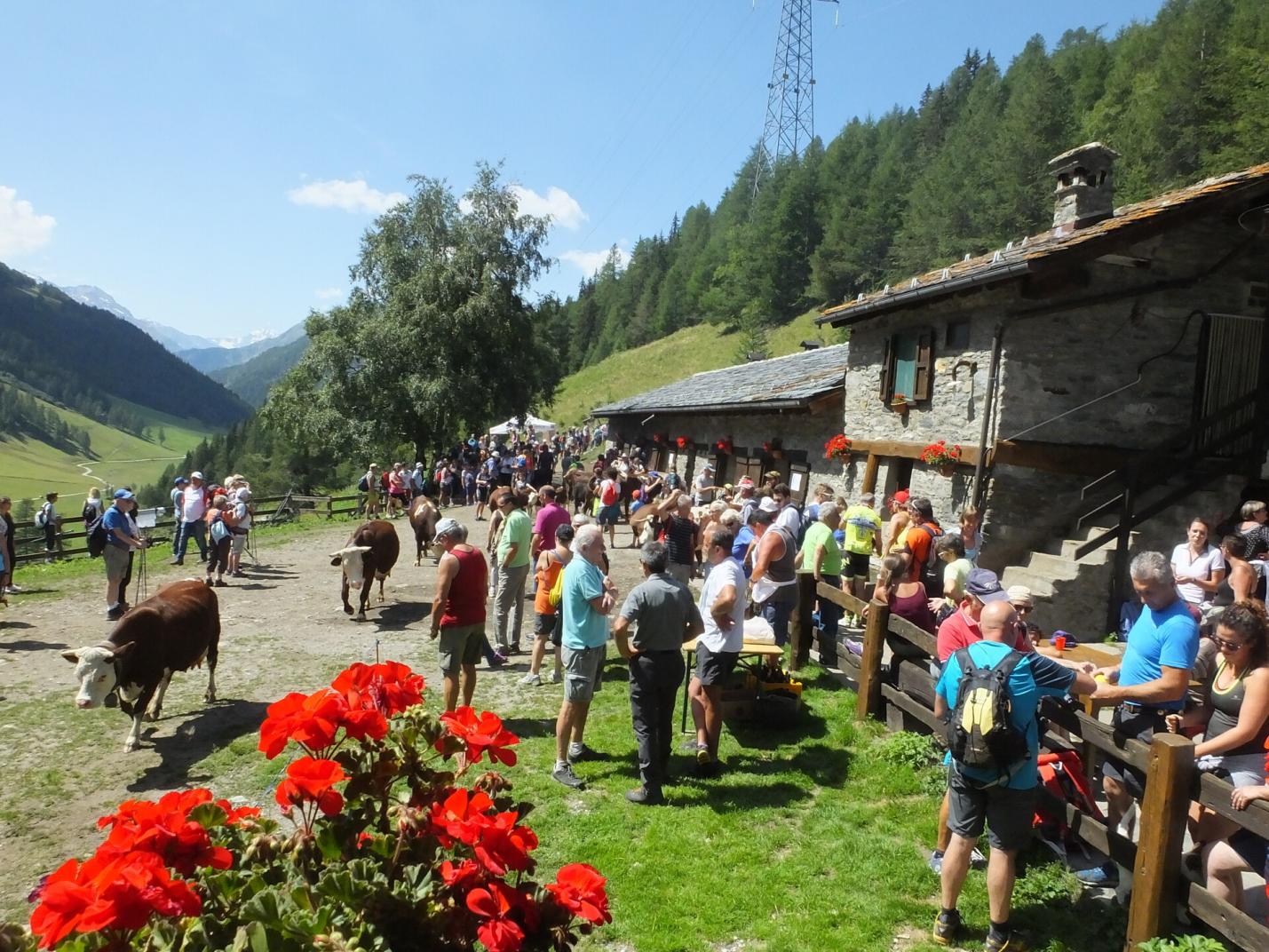 Alpages Ouverts - Una giornata in alpeggio