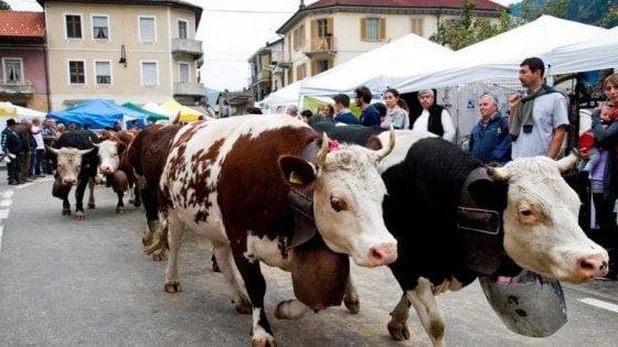 Fiera del Bestiame a Periasc