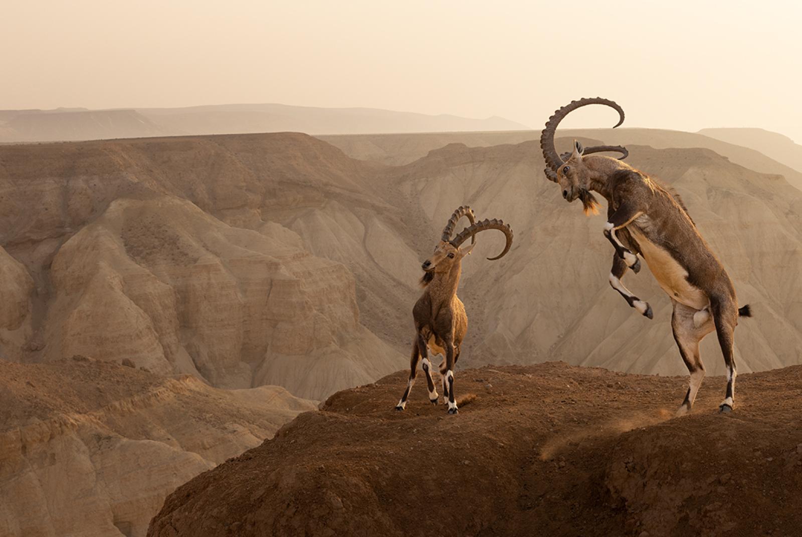 Wildlife Photographer of the Year