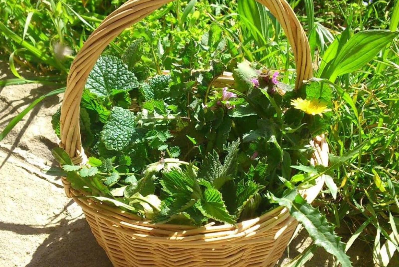 Edible wild herbs